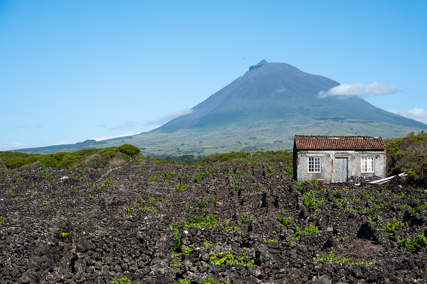 Vineyard on Pico, Azores